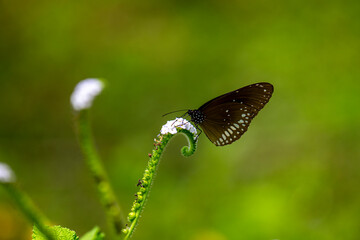 A dark brown Common Crow butterfly with distinctive white spots gently rests on a delicate, coiled white flower, standing out beautifully against a soft, blurred green background.