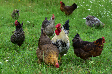 Rooster and chikens grazing on the green grass. Group of mixed hens pecking at seed. free range chiken on a field.