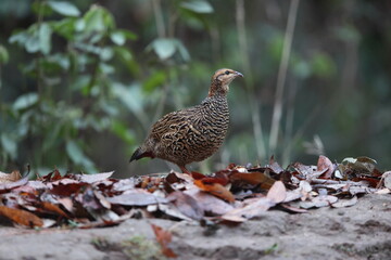 The black francolin (Francolinus francolinus asiae ) is a gamebird in the pheasant family Phasianidae of the order Galliformes. This photo was taken in North India.