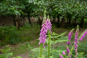 Digitalis purpurea blooming in a natural green setting with lush forest background.