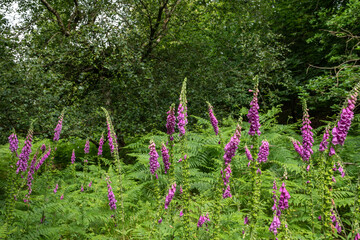 Obraz premium Digitalis purpurea, commonly known as foxglove, showcasing vibrant purple flowers in a lush green forest setting.