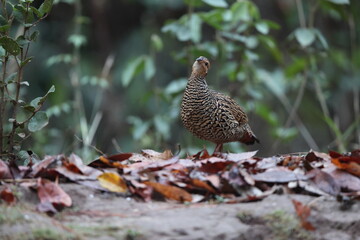 The black francolin (Francolinus francolinus asiae ) is a gamebird in the pheasant family Phasianidae of the order Galliformes. This photo was taken in North India.