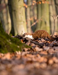 Weasel in forest floor