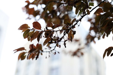 Serene Spring Branch: Dark Red Leaves, Delicate Blossoms