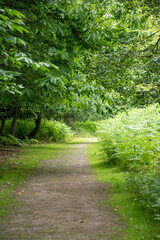 Scenic pathway through Knole Park, Sevenoaks, England, surrounded by lush greenery and nature.