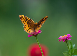 butterfly on pink flower