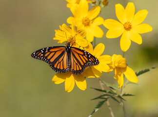 monarch butterfly on yellow flower © Hal Moran
