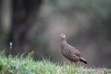 The black francolin (Francolinus francolinus asiae ) is a gamebird in the pheasant family Phasianidae of the order Galliformes. This photo was taken in North India.