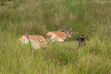 Fallow deer resting in lush green grass with a touch of wildflowers.