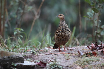 The black francolin (Francolinus francolinus asiae ) is a gamebird in the pheasant family Phasianidae of the order Galliformes. This photo was taken in North India.