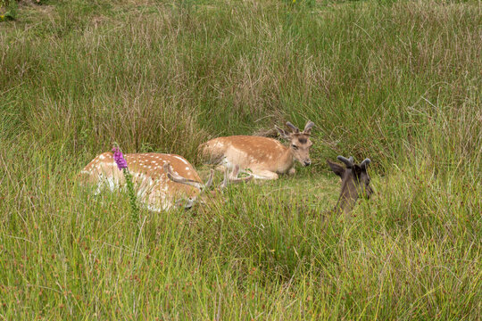 Fallow deer resting in lush green grass with a touch of wildflowers. - Powered by Adobe