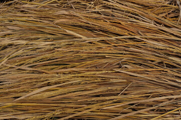 Closeup of harvested rice straw bundle showing dry golden stalks. Natural agricultural texture background, symbol of rural farming, organic crop residue, and sustainable agriculture environment