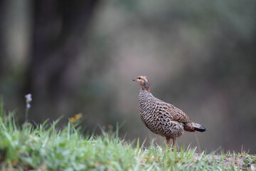 The black francolin (Francolinus francolinus asiae ) is a gamebird in the pheasant family Phasianidae of the order Galliformes. This photo was taken in North India.