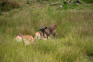 Obraz premium A family of deer resting in a lush green meadow with wildflowers, showcasing the tranquility of nature.