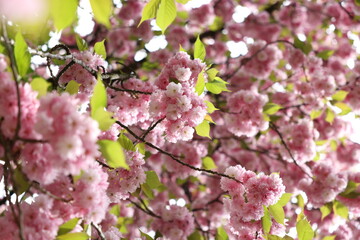 Vibrant Pink Cherry Blossoms in Full Bloom: Close-up 