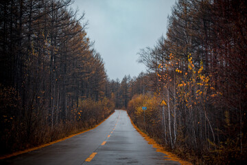 Golden autumn scenery in Arxan, Inner Mongolia, China