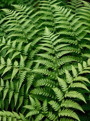Lush green ferns growing abundantly in a natural forest environment close-up shot for nature photography