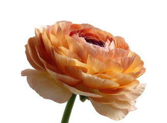 Vibrant orange ranunculus flower nature, isolated on transparent background, png