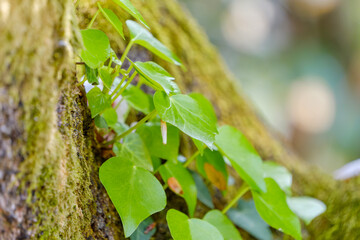 苔むした木の幹に育つツタ植物の緑の葉