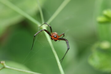 The Golden Orb-Weaver Spider  a member of the Araneidae family, is commonly found in forests or garden areas near water. This spider is resting on a green stem with thin silk strands below,