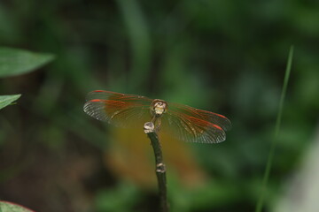 The Red-Winged Dragonfly (Brachythemis contaminata or similar) belongs to the Libellulidae family and is commonly found near water bodies and gardens. Adults have a long slender body,