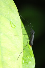 The image shows an Anopheles mosquito feeding on a host, with its body angled at 45° and distinct palps. The large Gallinipper mosquito has a black/brown body with fluffy scales and white markings,