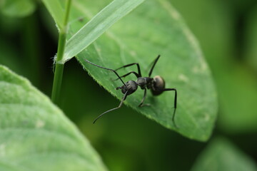 The carpenter ant (Camponotus japonicus), a large ant species in the family Formicidae, is commonly found in East and Southeast Asia. This individual is perched on a leaf,