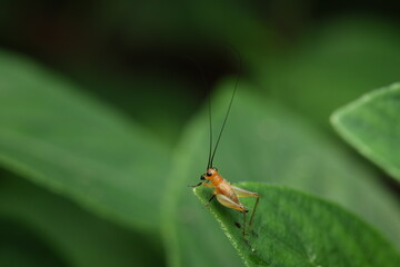 A cricket (family Gryllidae), possibly Xenogryllus marmoratus or Teleogryllus emma, showcasing its light brown body, long black antennae, and strong hind legs adapted for jumping and stridulation, 