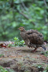 The black francolin (Francolinus francolinus asiae ) is a gamebird in the pheasant family Phasianidae of the order Galliformes. This photo was taken in North India.