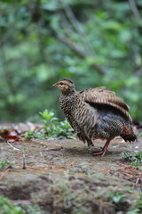 The black francolin (Francolinus francolinus asiae ) is a gamebird in the pheasant family Phasianidae of the order Galliformes. This photo was taken in North India.