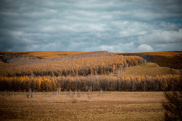 Fototapeta premium Golden autumn scenery in Arxan, Inner Mongolia, China