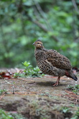 The black francolin (Francolinus francolinus asiae ) is a gamebird in the pheasant family Phasianidae of the order Galliformes. This photo was taken in North India.
