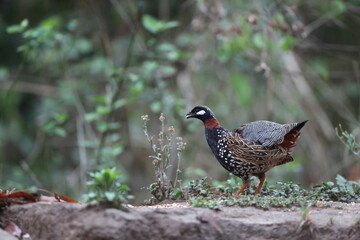 The black francolin (Francolinus francolinus asiae ) is a gamebird in the pheasant family Phasianidae of the order Galliformes. This photo was taken in North India.
