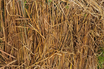Close up of dry rice straw stacked after harvest, showing natural brown texture and organic background. Perfect for agriculture, eco farming, countryside, rural life, and natural material concepts