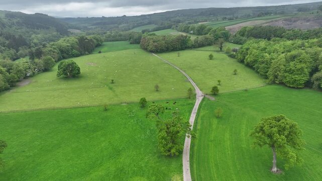 Luftaufnahme der gr&uuml;nen irischen Landschaft mit Schafen und B&auml;umen
