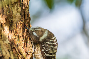 木の幹をつつくコゲラのクローズアップ