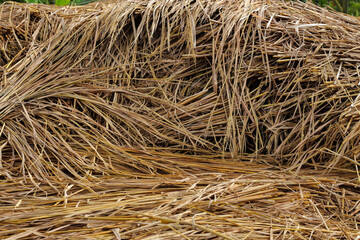 Close up of dry rice straw texture after harvest, natural brown stalks arranged in a pile. Perfect for agriculture, farming, rural countryside, organic background, and natural eco concept