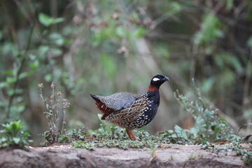 The black francolin (Francolinus francolinus asiae ) is a gamebird in the pheasant family Phasianidae of the order Galliformes. This photo was taken in North India.