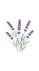 Obraz premium Illustration of a bunch of lavender flowers.