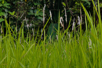 Fresh green grass with white fluffy reeds growing in nature, captured close up in tropical field. Natural summer meadow background, perfect for ecology, environment, botany, and landscape concepts