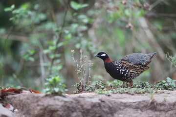 The black francolin (Francolinus francolinus asiae ) is a gamebird in the pheasant family Phasianidae of the order Galliformes. This photo was taken in North India.