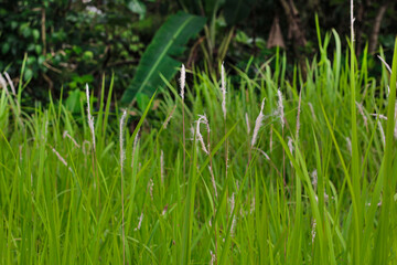 Close up of tall green grass with white fluffy flowers in a tropical field. Natural meadow landscape background, perfect for concepts of environment, ecology, freshness, botany, and summer nature