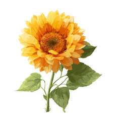 Fototapeta premium Yellow sunflower with green leaves illustration on white background
