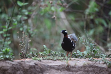 Obraz premium The black francolin (Francolinus francolinus asiae ) is a gamebird in the pheasant family Phasianidae of the order Galliformes. This photo was taken in North India.