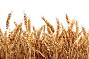 Fototapeta premium Golden wheat stalks border against a white background