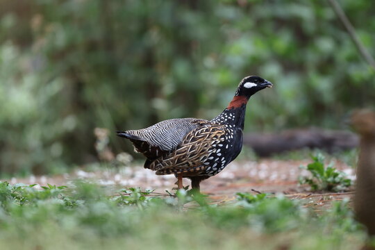 The black francolin (Francolinus francolinus asiae ) is a gamebird in the pheasant family Phasianidae of the order Galliformes. This photo was taken in North India.