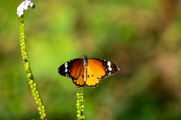 This image captures a vibrant Plain Tiger butterfly (Danaus chrysippus) with orange, black, and white-spotted wings gracefully perched on a delicate white flower.