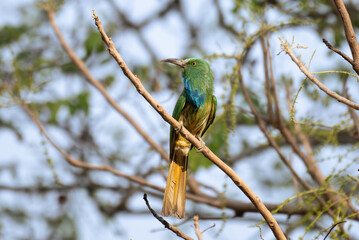 Vibrant green Blue bearded bee eater perched on a dry branch . The colorful plumage with shades of green, blue and brown stands out against the soft blurred background.