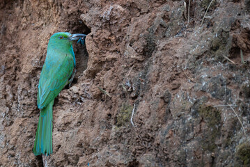 Vibrant green Blue bearded bee eater perched near nest. The colorful plumage with shades of green,...