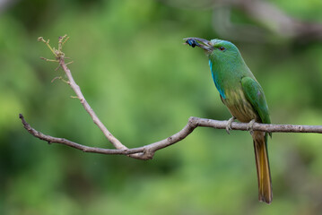 Vibrant green Blue bearded bee eater perched on a dry branch with insect in its beak. The colorful plumage with shades of green, blue and brown stands out against the soft blurred background.
